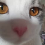 Ceyda
