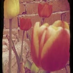 Didem