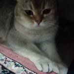 Neşe
