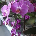 Fatma