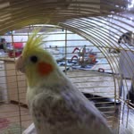 Muhittin