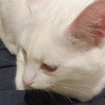 Ali