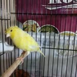 Ala