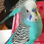 Serkan