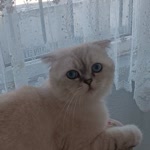 Tınas
