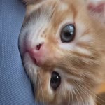 Melek