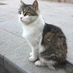 Bilgin