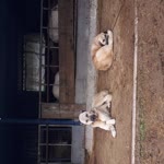 Gokhan