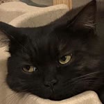 Leyla