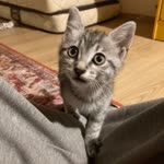 Ayça