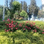 Salih
