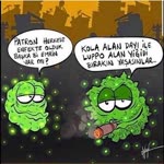 Rohat