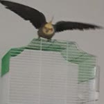 Birkan