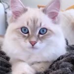 Esmehan
