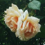 Cemree