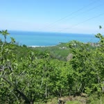 Fatih