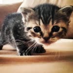 Yasemin