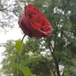 Gül