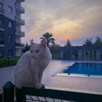 Aleyna