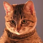 Koray
