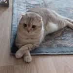 Batu