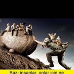 Birgül