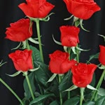 Dilek