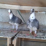 Orhan