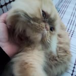 Öznur