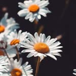 Esma