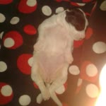 Merve