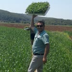 Bahadir