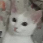 Batu