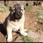 Furkan