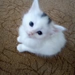 Sümeyye
