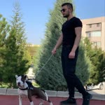 Mesut