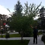 Ayhan