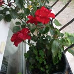 Yasemin