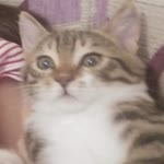 Mesude
