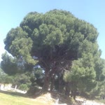 Nihal