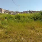 Bedri