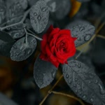 Dilek