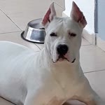 Dogo