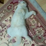 Mücahit