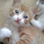 Buse
