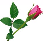 Damla