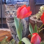 Ferhat