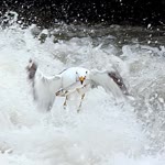 Böncephotolovers