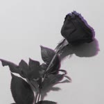 Nur