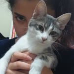 Sibel